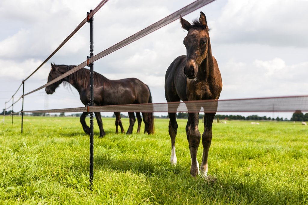 Die Pferde auf der Weide können dank dem Elektro Zaun nicht davonlaufen. Dank Batterie funktioniert er auch bei schlechtem Wetter wenn das Solarpanel keinen Strom liefert.